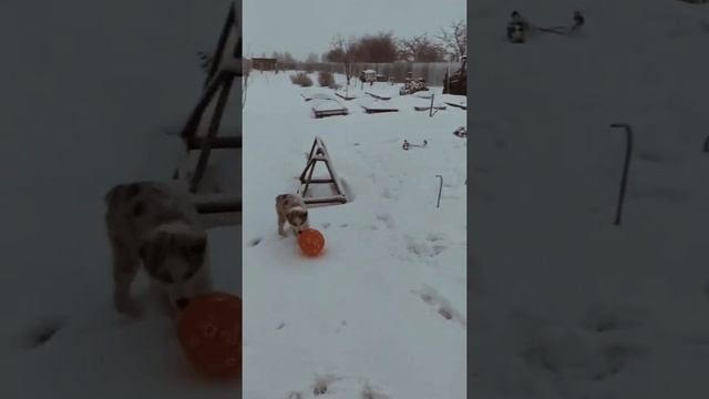 Багема - австралийская овчарка смотреть онлайн