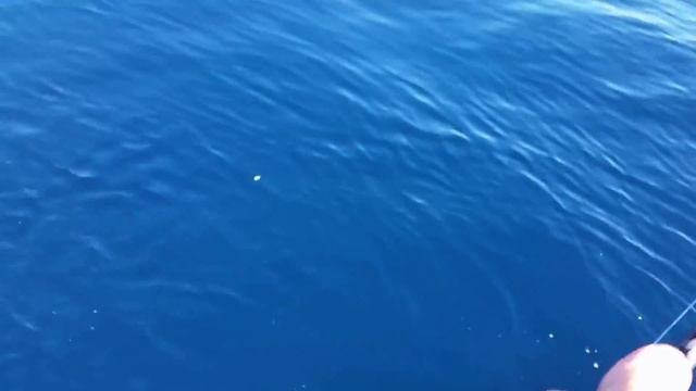 deep sea fishing LA глубоководная рыбалка в тихом океане Лос Анжелес смотреть онлайн