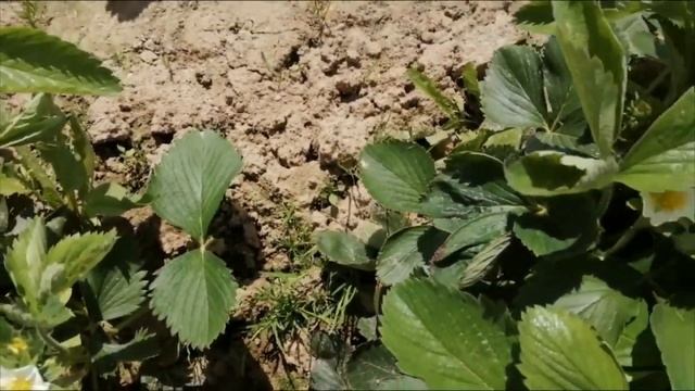 Как себя чувствует клубника   26 мая 2021 года после обработки от вредителей