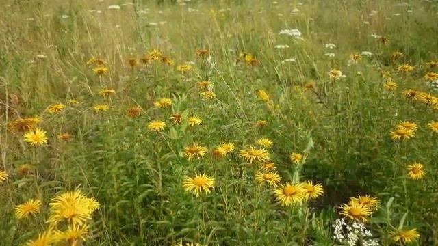 Моя милая Родина! смотреть онлайн