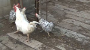 Пушкинские куры, которые не летают!