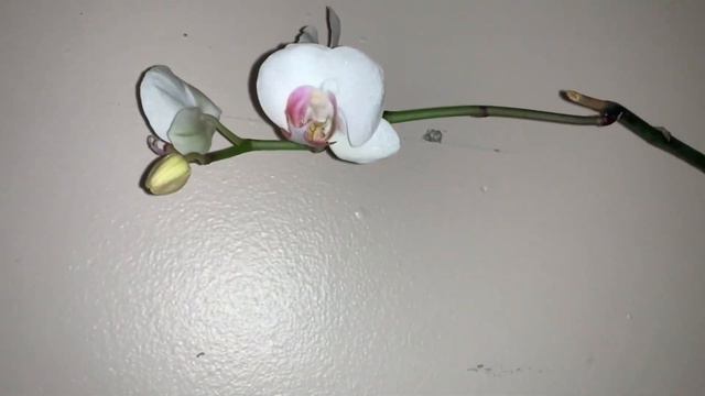 🎄🌺🌝🌸мои цветуще орхидеи 🌺🌼🌸10 января 2022 год🌸🌝🌺🎄 смотреть онлайн