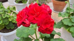 #523.Цветение великолепных сортов Ирины Халезовой!