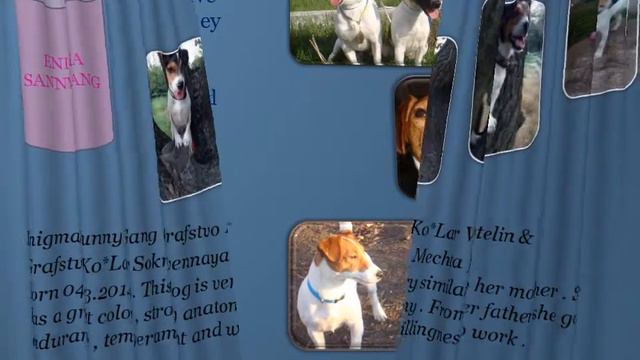 Kennel Jack Russell Terrier смотреть онлайн