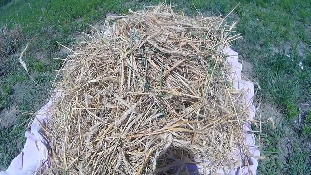 Убираем рожь на семена смотреть онлайн