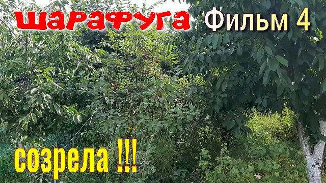 Шарафуга Фильм 4. Моя любимая ШАРАФУГА начала Созревать!!! Какая она? Секреты Садовода. смотреть онлайн