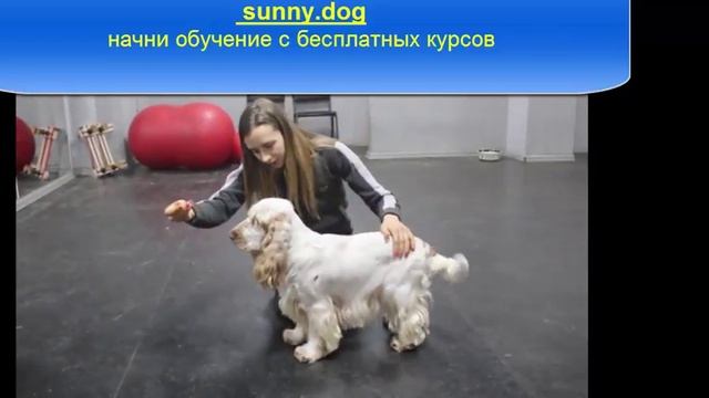 Хендлинг спаниеля.  Подготовка спаниеля к выставке.
