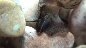 Откуда в аквариуме появились маленькие улитки ?