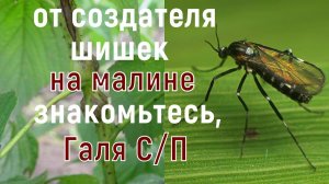 МАЛИННАЯ ГАЛЛИЦА, стеблевая и побеговая! Различия и методы борьбы!