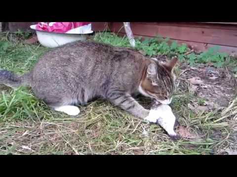 Кошка ест рыбу