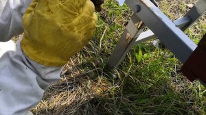 Защита ульев от муравьёв.