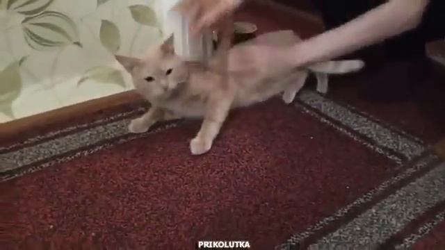 Кот и клейкая лента  Забавный эксперимент