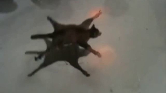 Cat rides on RC hover board: "Brave heart's" test flight #1 смотреть онлайн