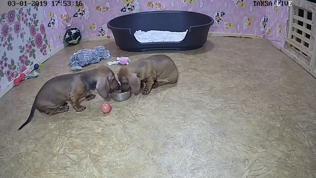 Питомник Я Такса смотреть онлайн