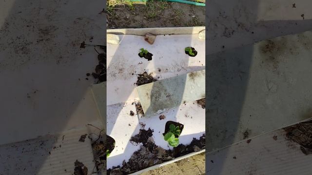 Клубника Марышка кот в мешке? Ждём небывалый урожай клубники. 23 апреля 2023 г. смотреть онлайн