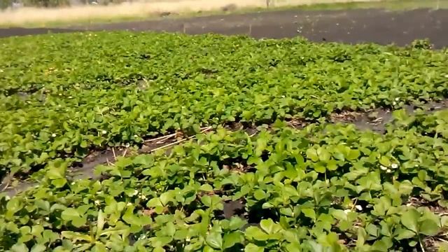 Обработка клубники перед цветением