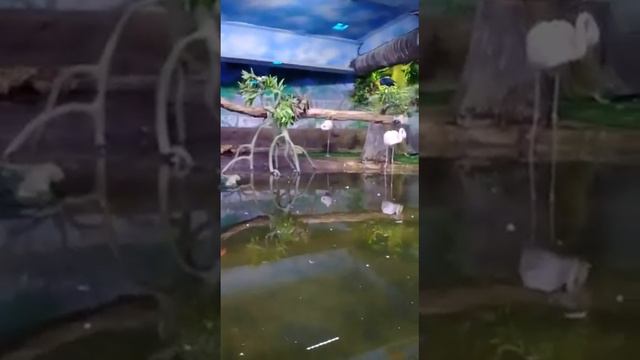 видео от марины стриженко: смотреть онлайн