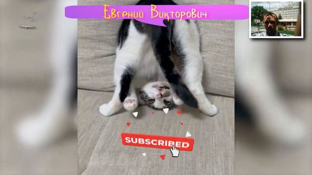 Приколы с животными 21 марта 2023 года смотреть онлайн