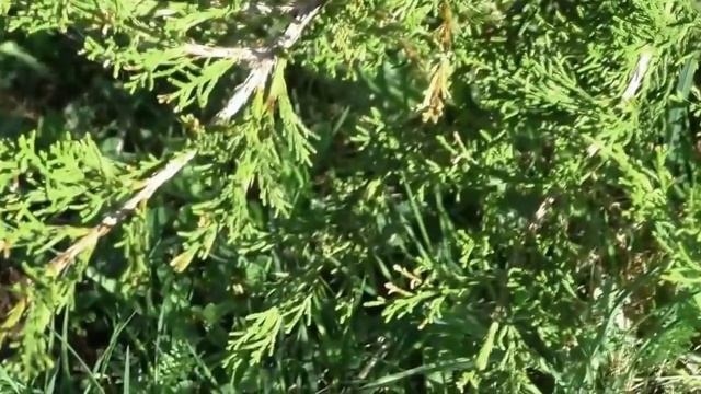 Хвойные растения в саду - можжевельник Минт Джулеп. Сад своими руками. смотреть онлайн