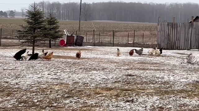 ВЕЧЕРОМ КОРМЛЮ ХОЗЯЙСТВО/ США/ МОЯ ФЕРМА/