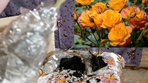 Обзор посылки из питомника "РОСТОК", Челябинск.                     НЕ РЕКОМЕНДУЮ!!! ???