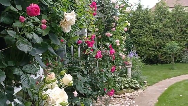 РОЗЫ в моём САДУ. Любимые сорта роз. Садовый обзор. смотреть онлайн