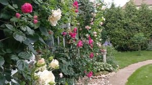 РОЗЫ в моём САДУ. Любимые сорта роз. Садовый обзор.