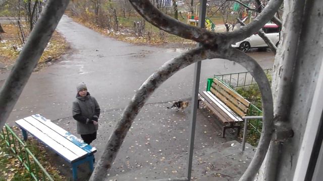 прилетели голуби\ко мне\внук\соседа\спугнул их не дал им спокойно\поклевать\крошки\хлеба\улетели\ смотреть онлайн