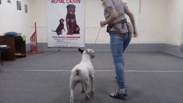 Как подготовить к выставке бультерьера! Наш хендлер! смотреть онлайн