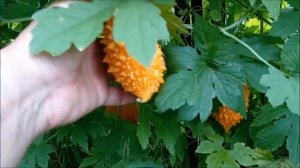 Мамордика.Супер сорт с огромными ценнейшими плодами.