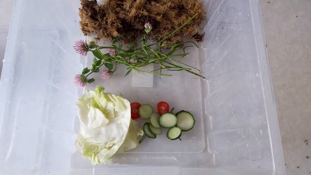 Улитки АХАТИНА ретикулято альбино/КУПАНИЕ ?/кормление И УХОД смотреть онлайн