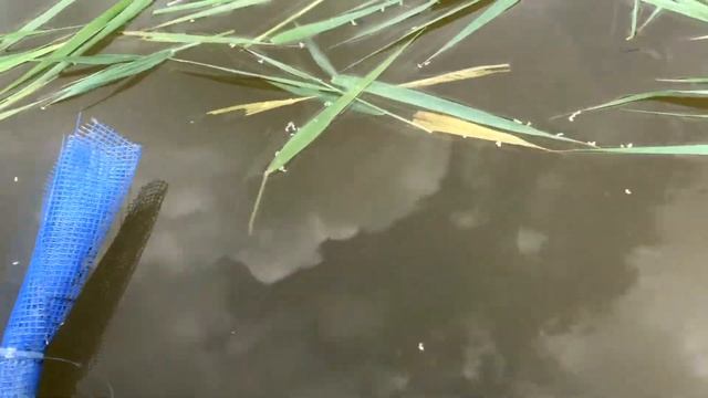 Протока в моем Прудике смотреть онлайн