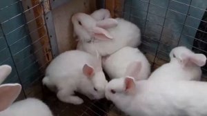 Когда выходят из Гнезда крольчата.