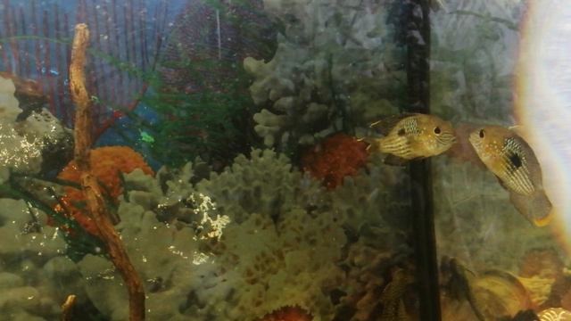 Акара VS Акара 2