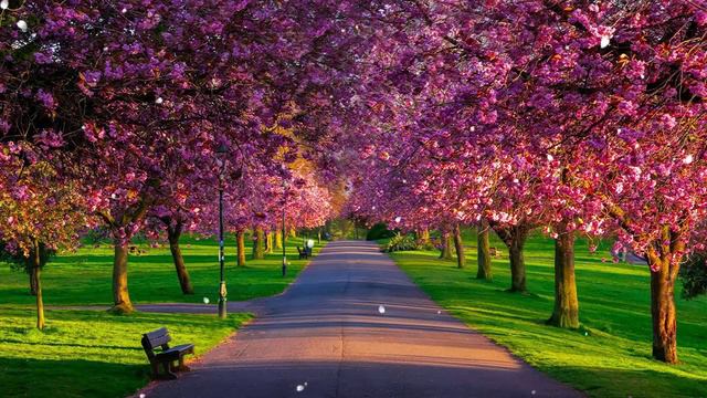 Волшебные Трели Соловья Для Исцеления Души И Тела Целебные Звуки Леса Для Отдыха, Медитации И Сна смотреть онлайн