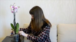 Орхидея Фаленопсис: Уход После Покупки