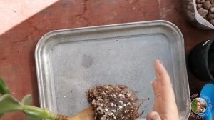 Восстановление корней Крассулы древовидной.