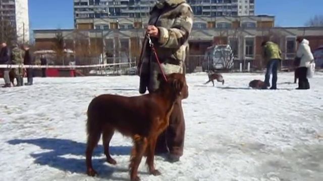 Выводка ирландских сеттеров 2013. Описание Донны-Кэрри (3е место) смотреть онлайн