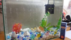 Запуск аквариума. С чего начать и как запустить первый аквариум. Аквариум с нуля.