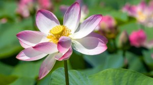 Цветения лотосов  #лотосы