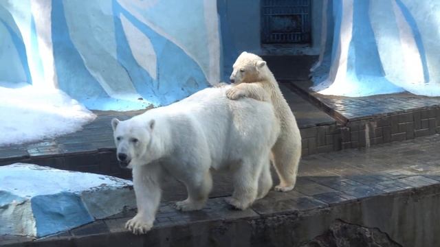 Герда и Белка ходят вдвоем на шести лапах. 10.08.2023