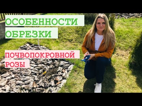 ОБРЕЗКА ПОЧВОПОКРОВНОЙ РОЗЫ ВЕСНОЙ _ неукрывная роза.mp4 смотреть онлайн