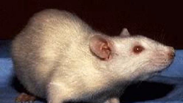 Laboratory Rat | Wikipedia Audio Article