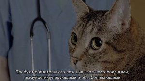 Кошка хромает на заднюю лапу без видимых повреждений