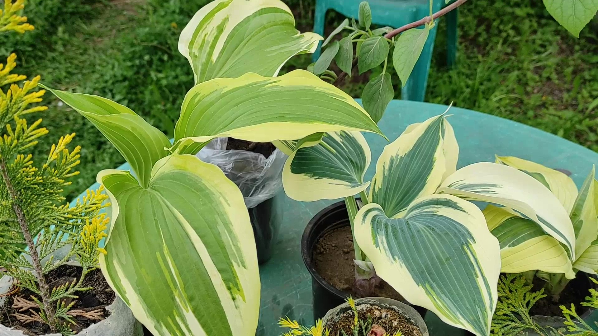 НОВЫЙ ОБЗОР ЦВЕТОВ С ЦВЕТОЧНОГО РЫНКА. Схизофрагма. Хосты. Хвойные #цветы #рынок #хосты #покупки смотреть онлайн