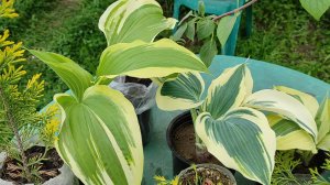 НОВЫЙ ОБЗОР ЦВЕТОВ С ЦВЕТОЧНОГО РЫНКА. Схизофрагма. Хосты. Хвойные #цветы #рынок #хосты #покупки