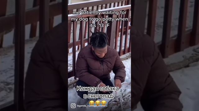 Скоро все собаки мира ( сиба ину ) смотреть онлайн