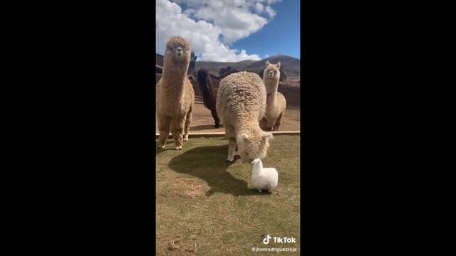 Funny Animals - Alpaca Edition смотреть онлайн