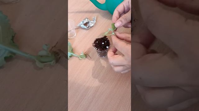 Отсаживаем детку от листа! укореняемого в воде. Цикл видео "Блиц-советы". смотреть онлайн