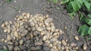 Картофель сорт Аризона.